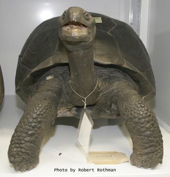 Media type: image; Herpetology R-11088